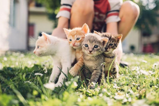 21 Game Of Thrones Cat Names For Kittens Who D Be Right At Home In Westeros