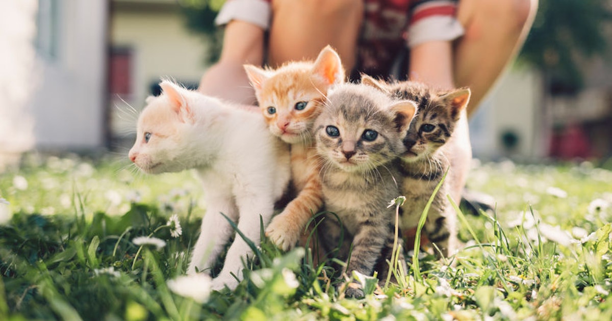 21 Game Of Thrones Cat Names For Kittens Who D Be Right At Home