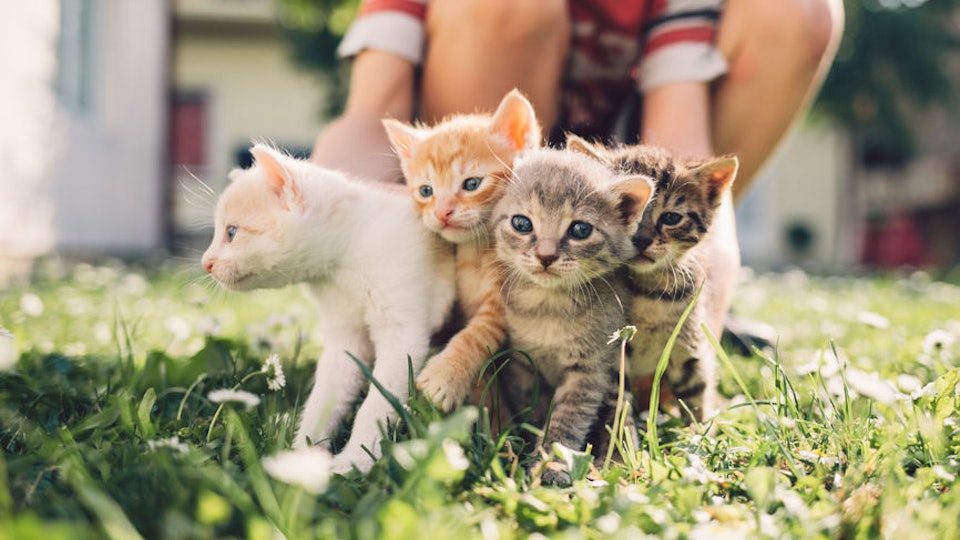 21 Game Of Thrones Cat Names For Kittens Who D Be Right At Home In Westeros