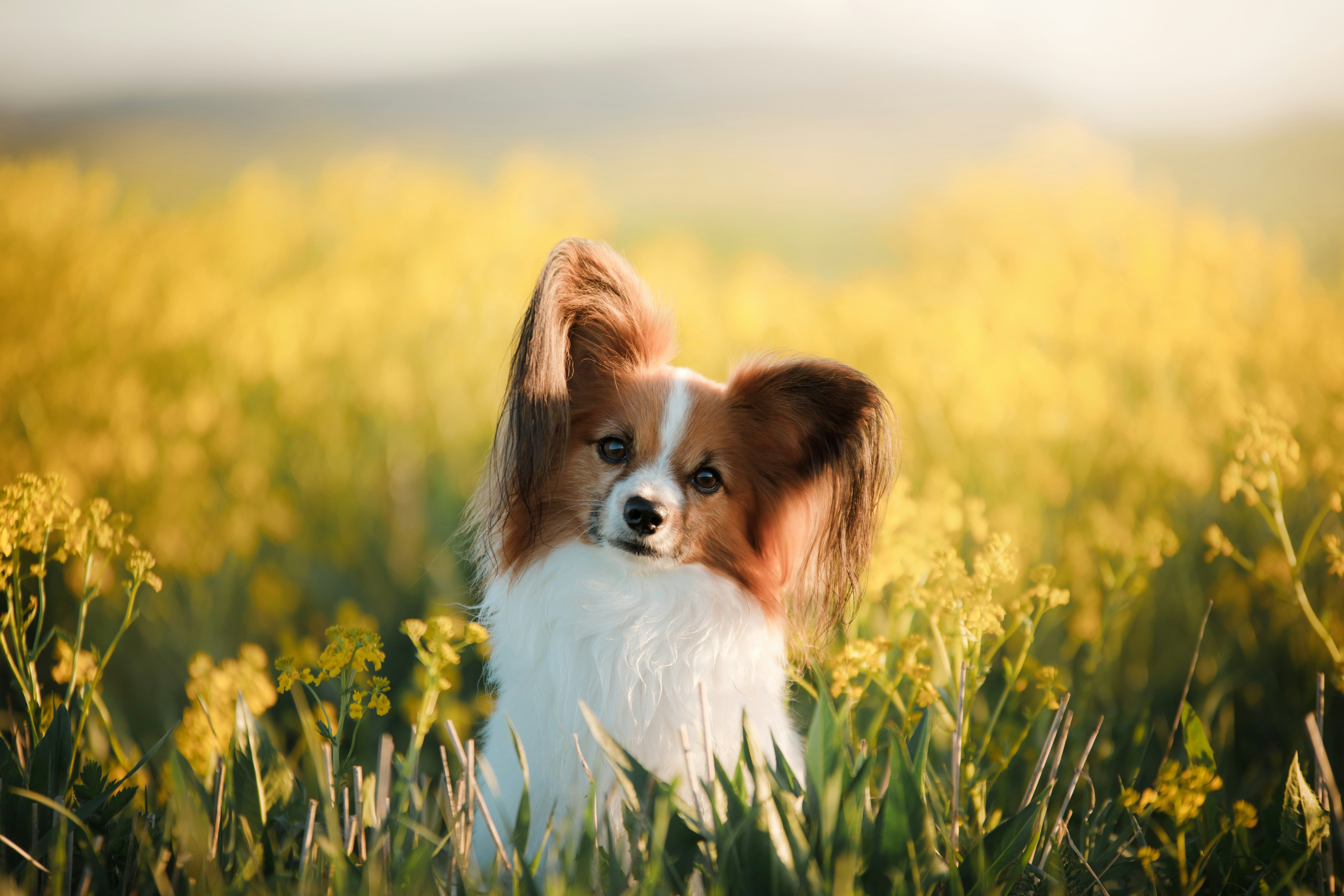 8 Best Dog Breeds For Pisces Zodiac Signs