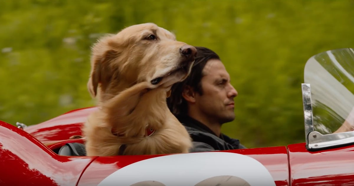 The 'Art Of Racing In The Rain' Trailer Stars Milo Ventimiglia & A ...