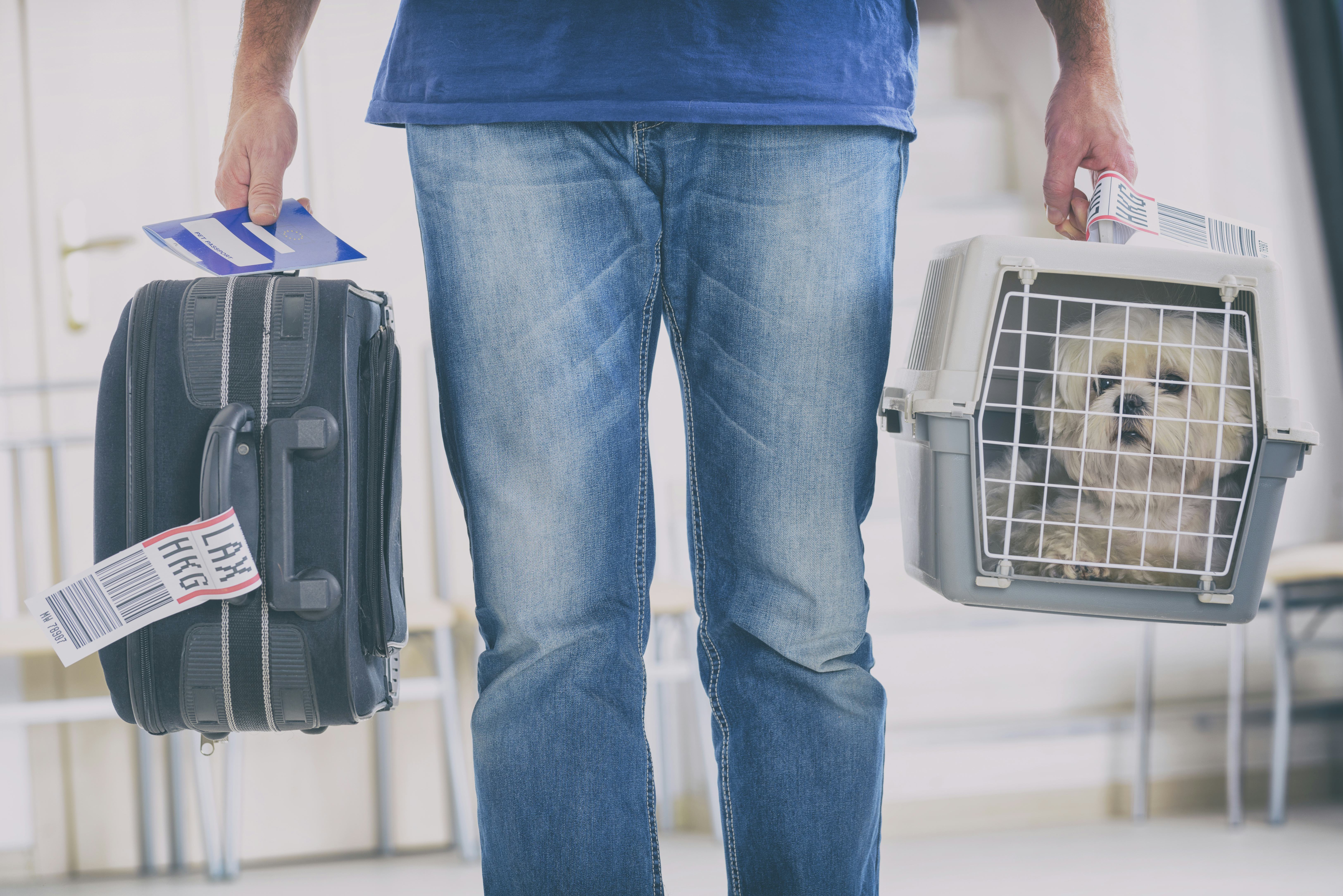 What Dog Breeds Are Banned On Airlines? Some Dogs Can’t Safely Fly On