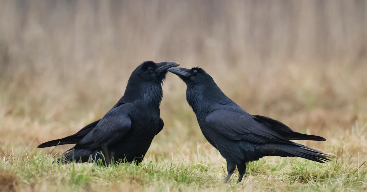 How Smart Are Ravens The Birds Can Even Pick Up On Their Friends Bad How smart are ravens the birds can even pick up on their friends bad