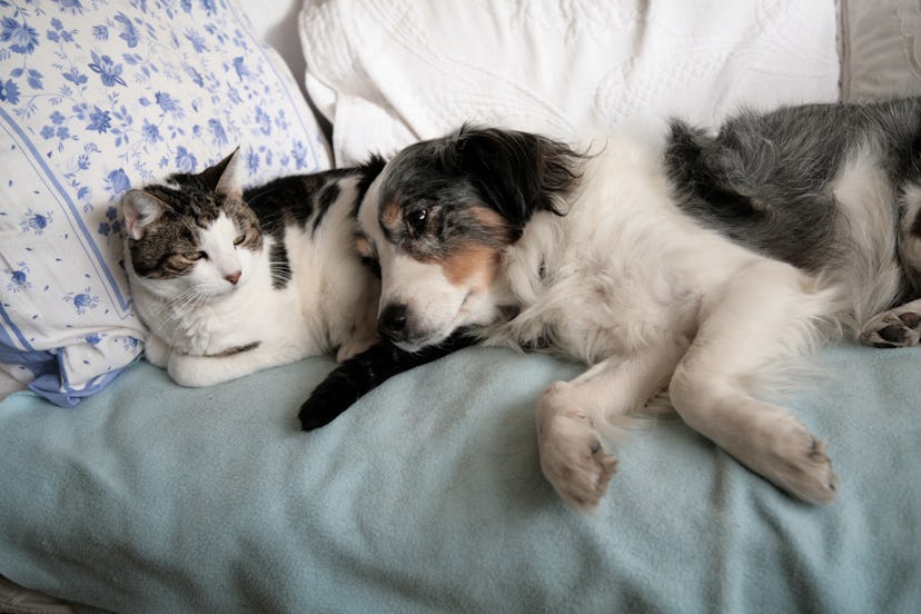A cat and a dog sleeping on a bed with a blue cover and white pillows