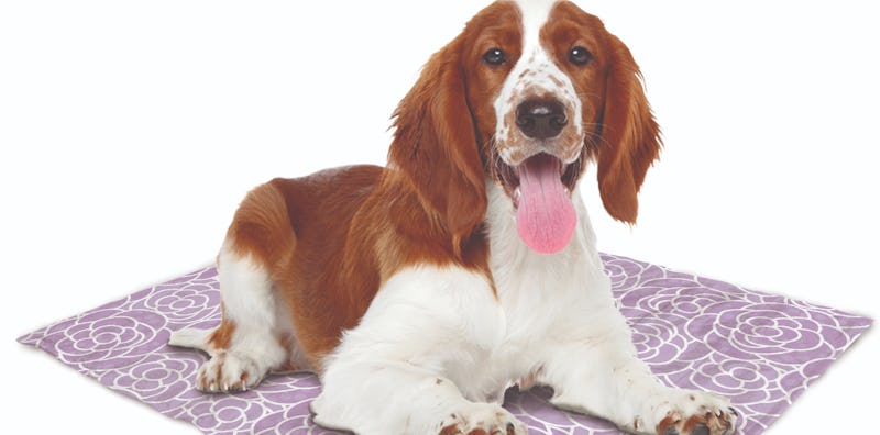 Dog cooling mat shop aldi