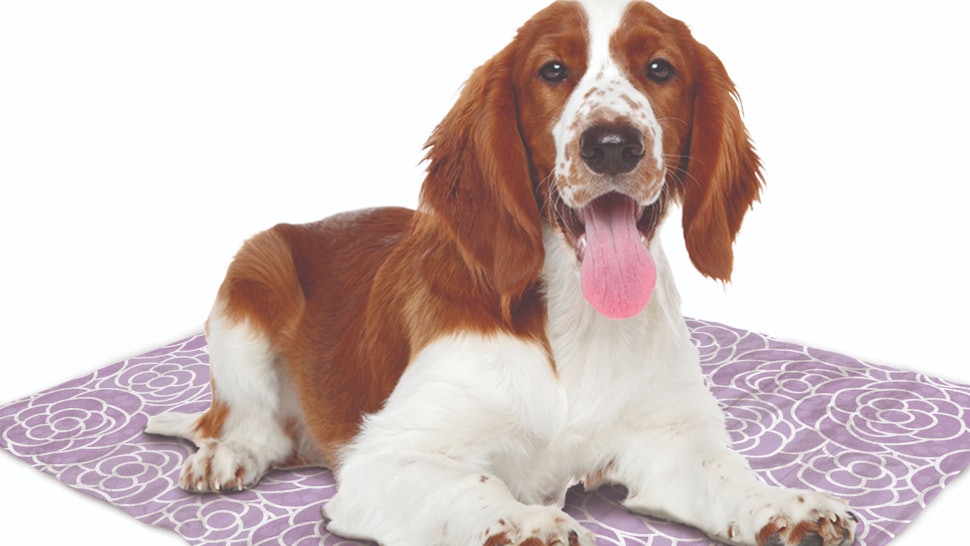 Aldi S Pet Cooling Mat Will Keep Your Dog Chill All Summer Long