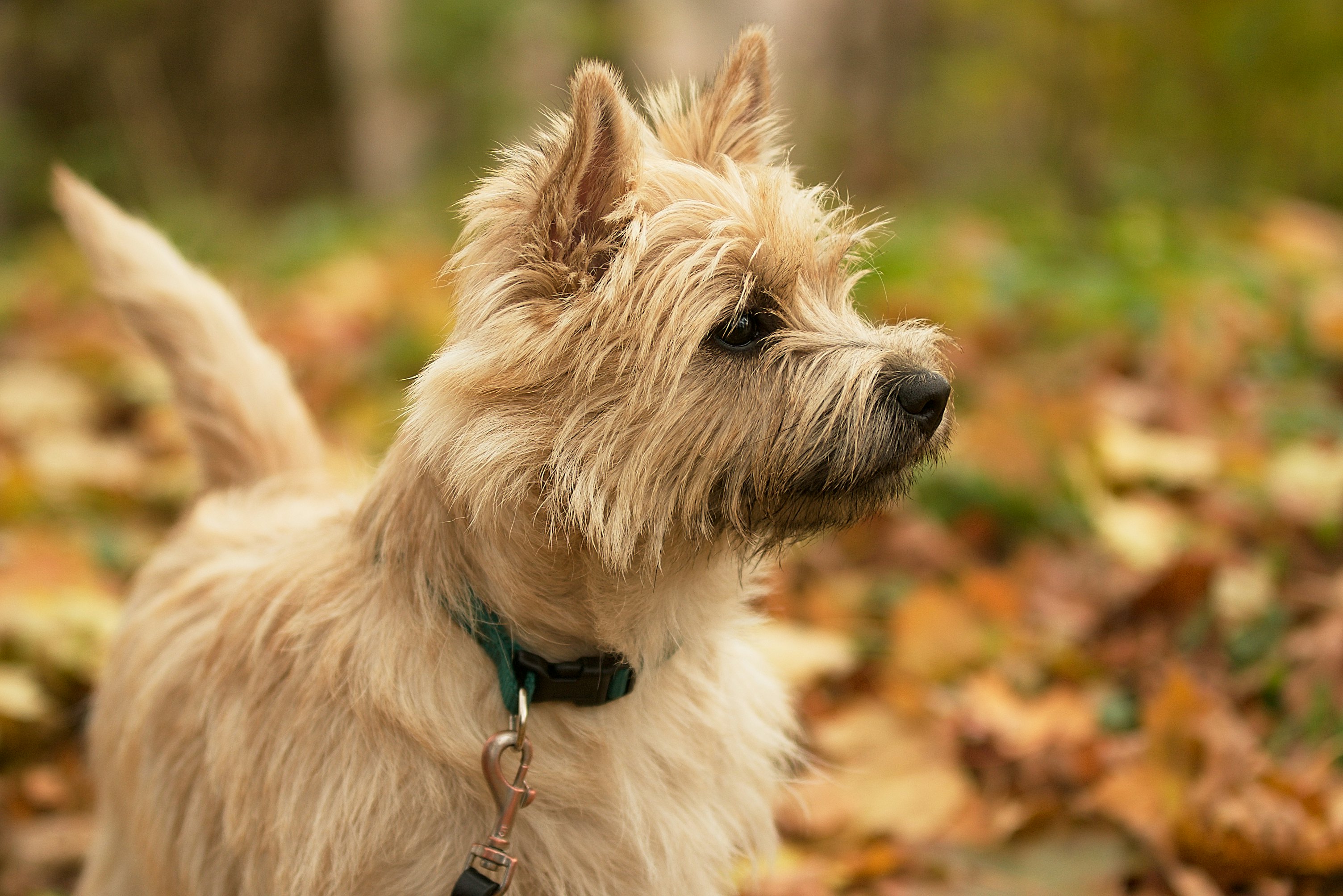 dog breeds that are okay alone