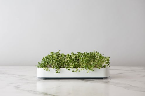 Father's Day gift for a Taurus dad: Micro Greens Grower
