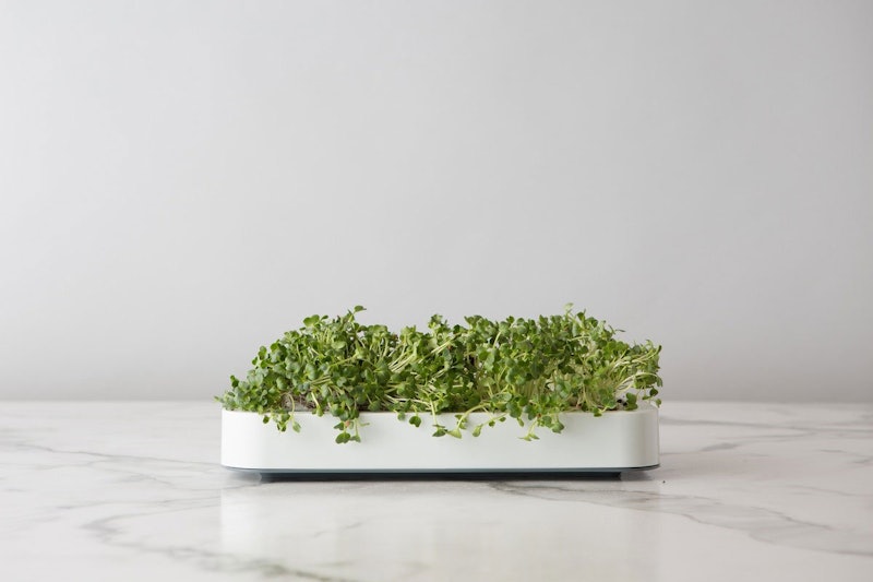 Father's Day gift for a Taurus dad: Micro Greens Grower