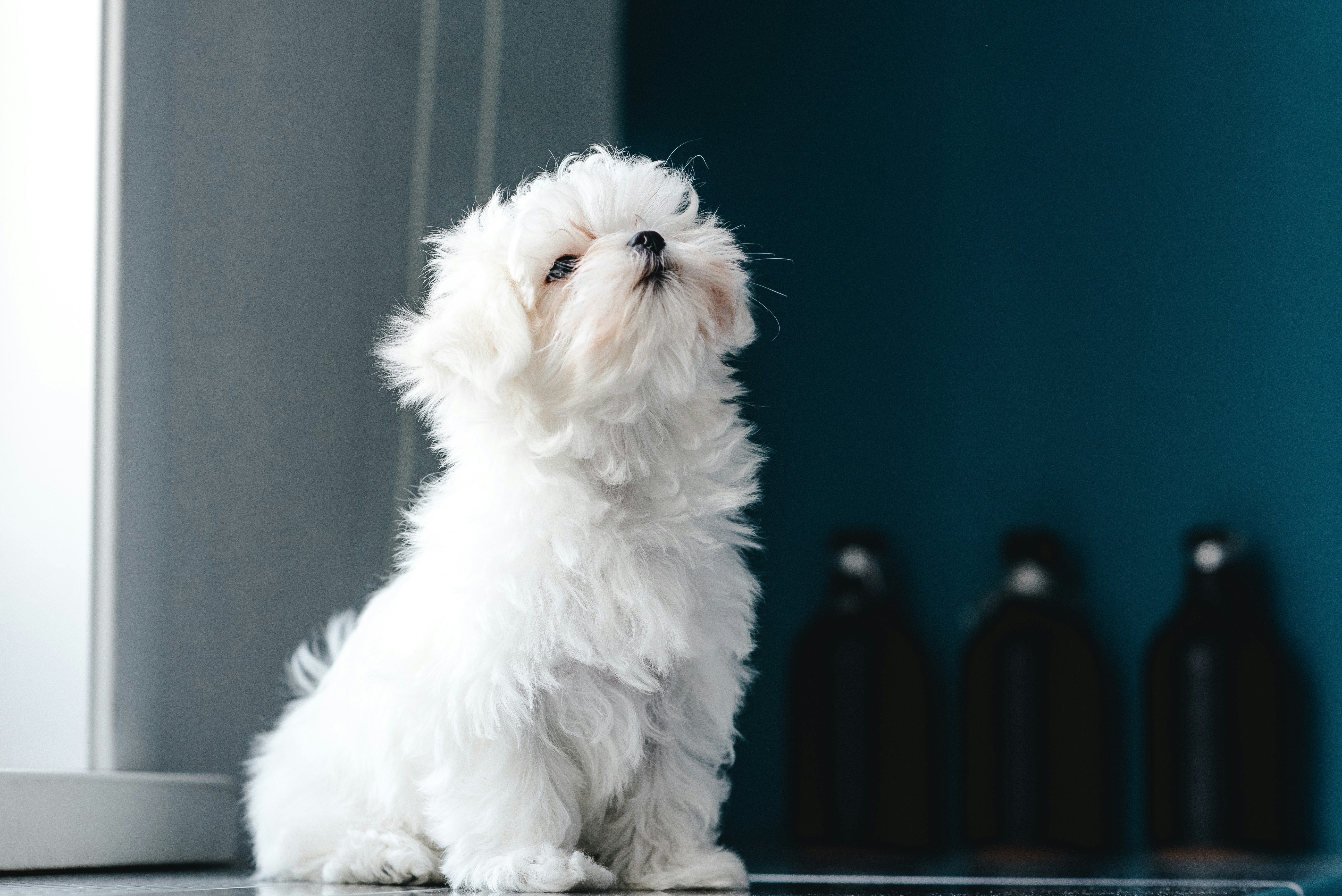 dog breeds for inside the house