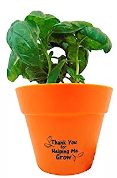 Teacher Indoor Basil Plant Pot Set