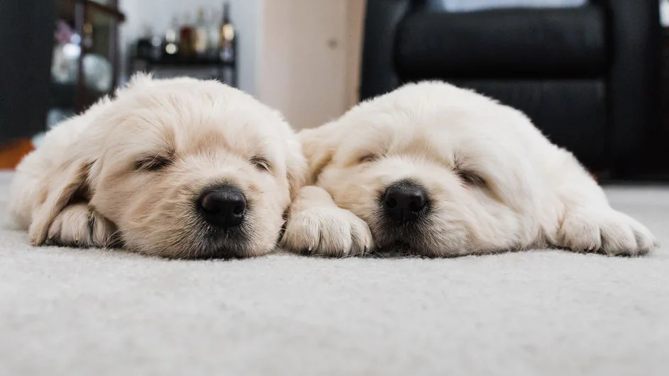 17 June 2019 Dog Names That Will Make Summer Last Forever