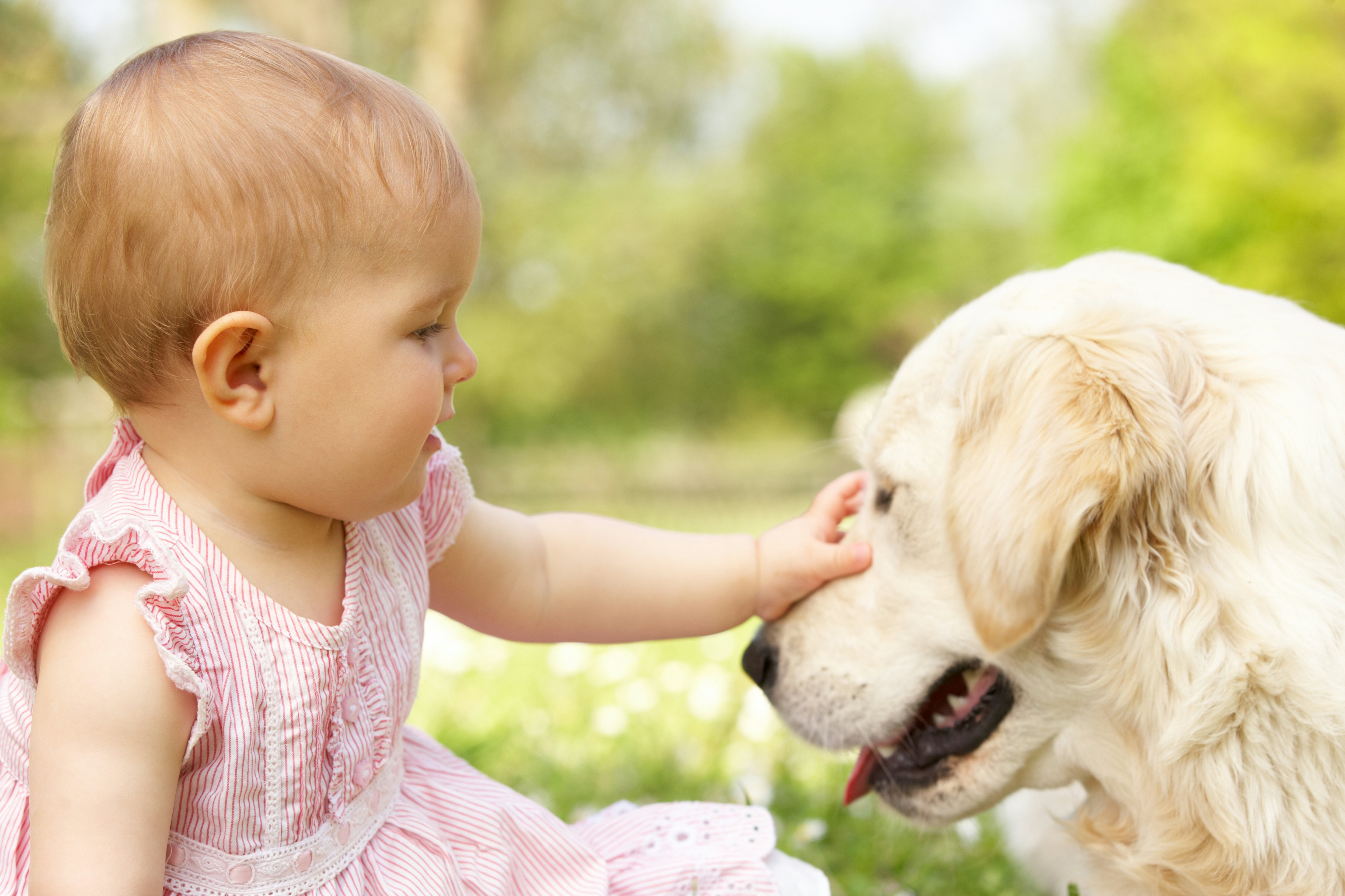 Is Dog Hair Safe For Newborns A Pediatrician Weighs In