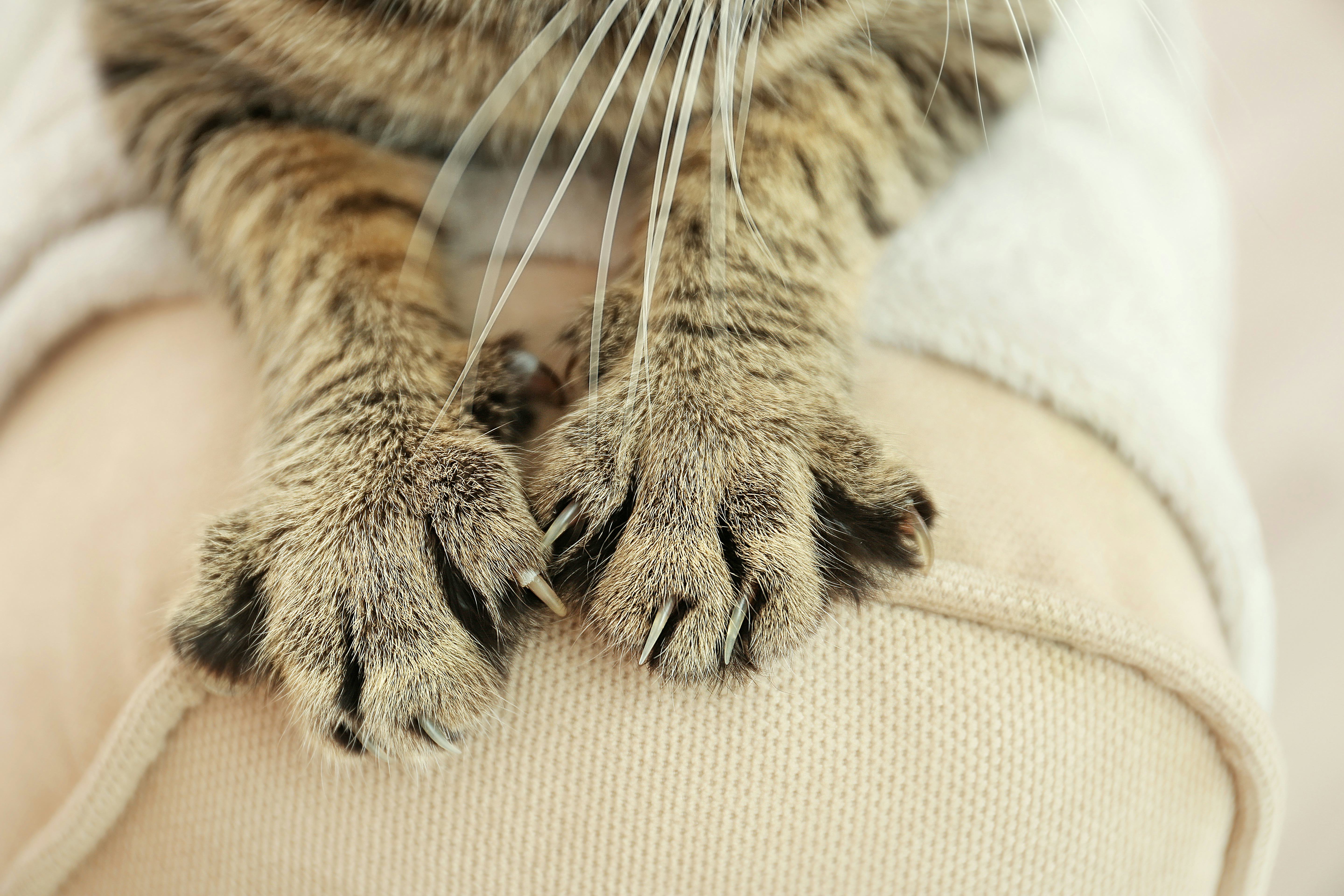 What Happens When You Declaw A Cat? Here's Why You Should Stay Away