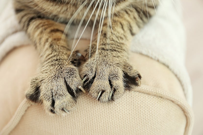 What Happens When You Declaw A Cat? Here's Why You Should Stay Away