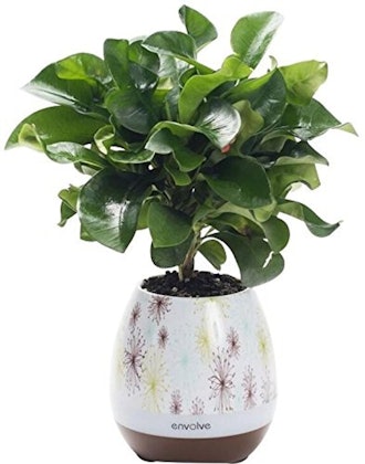 Envolve Music Flower Pot