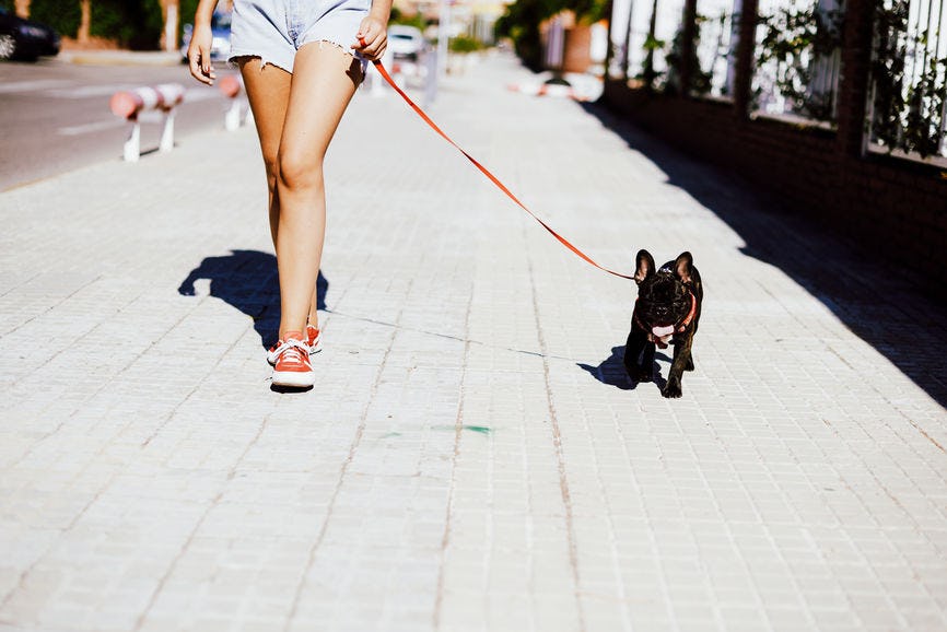 11 Questions To Ask Before Dog Sitting That Will Put Furbabies & Their