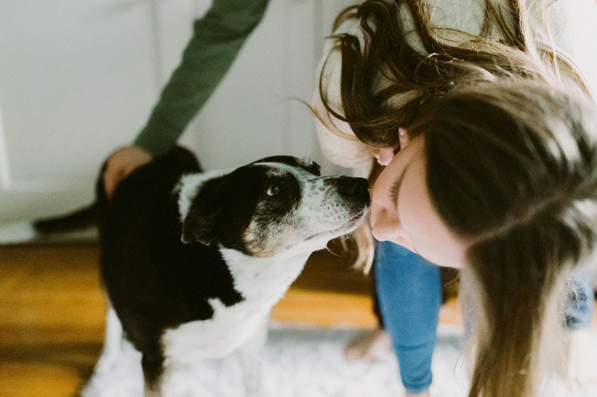 11 Questions To Ask Before Dog Sitting That Will Put Furbabies & Their