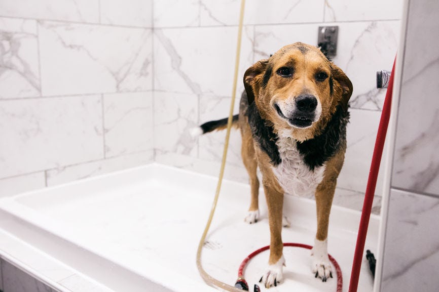 11 Questions To Ask Before Dog Sitting That Will Put Furbabies & Their