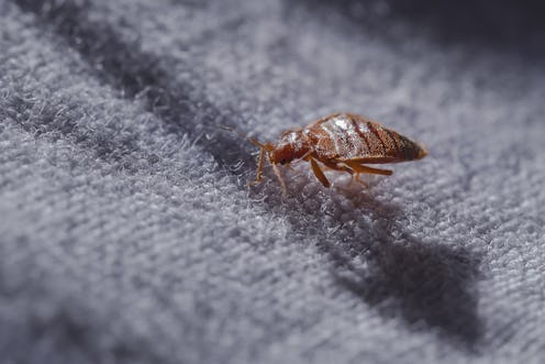 bed bug travel protection