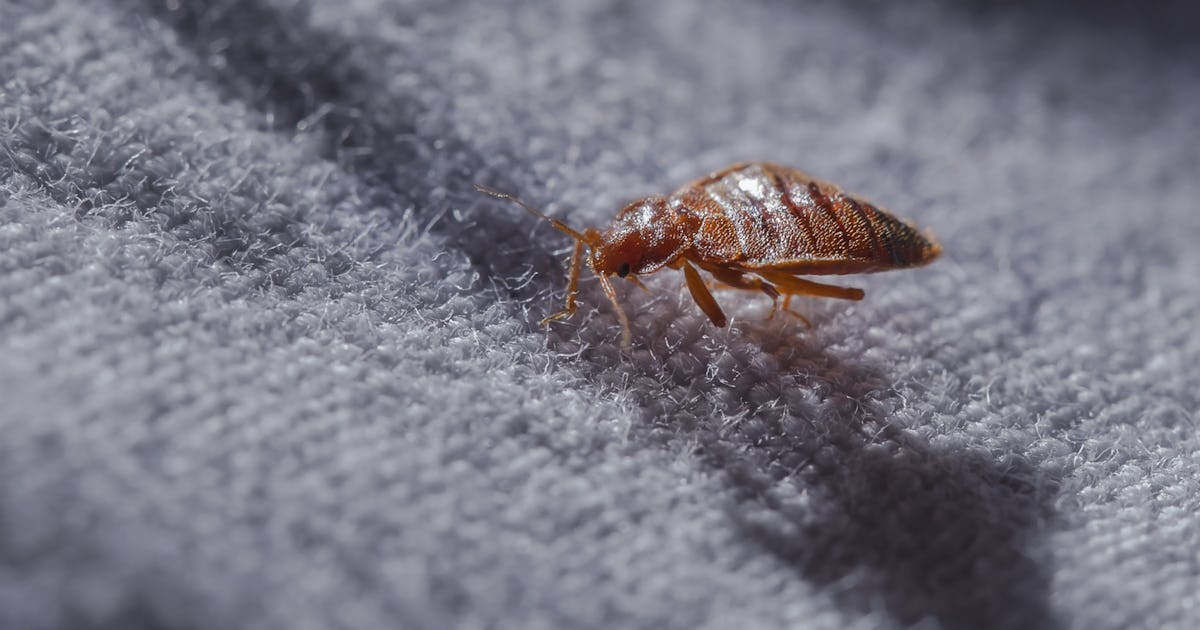 9 Items For Preventing Bed Bugs While Traveling That Will Help Protect You & Your Belonging