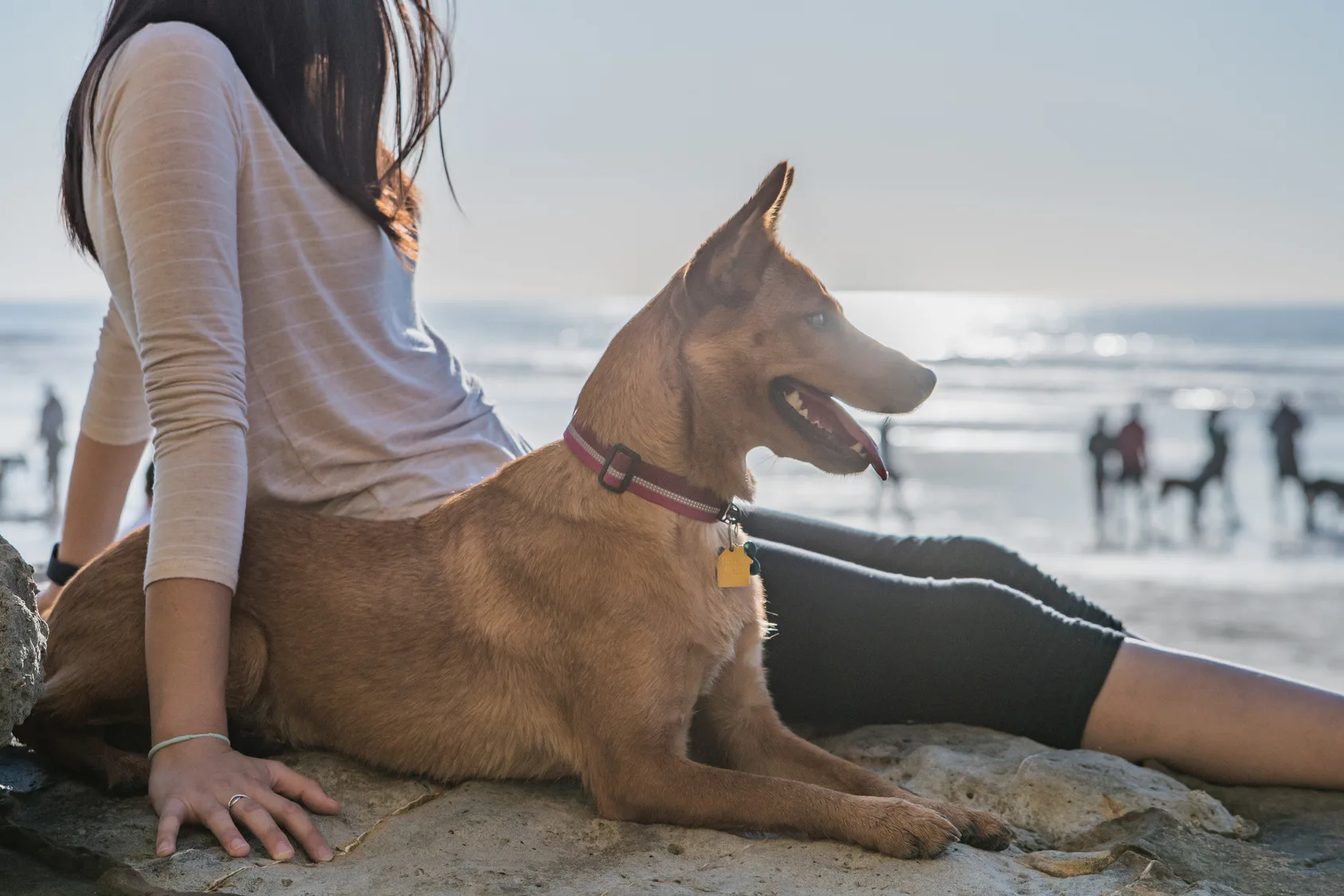 Bringing Your Dog To The Beach? Here Are 9 Things Owners Need To Know