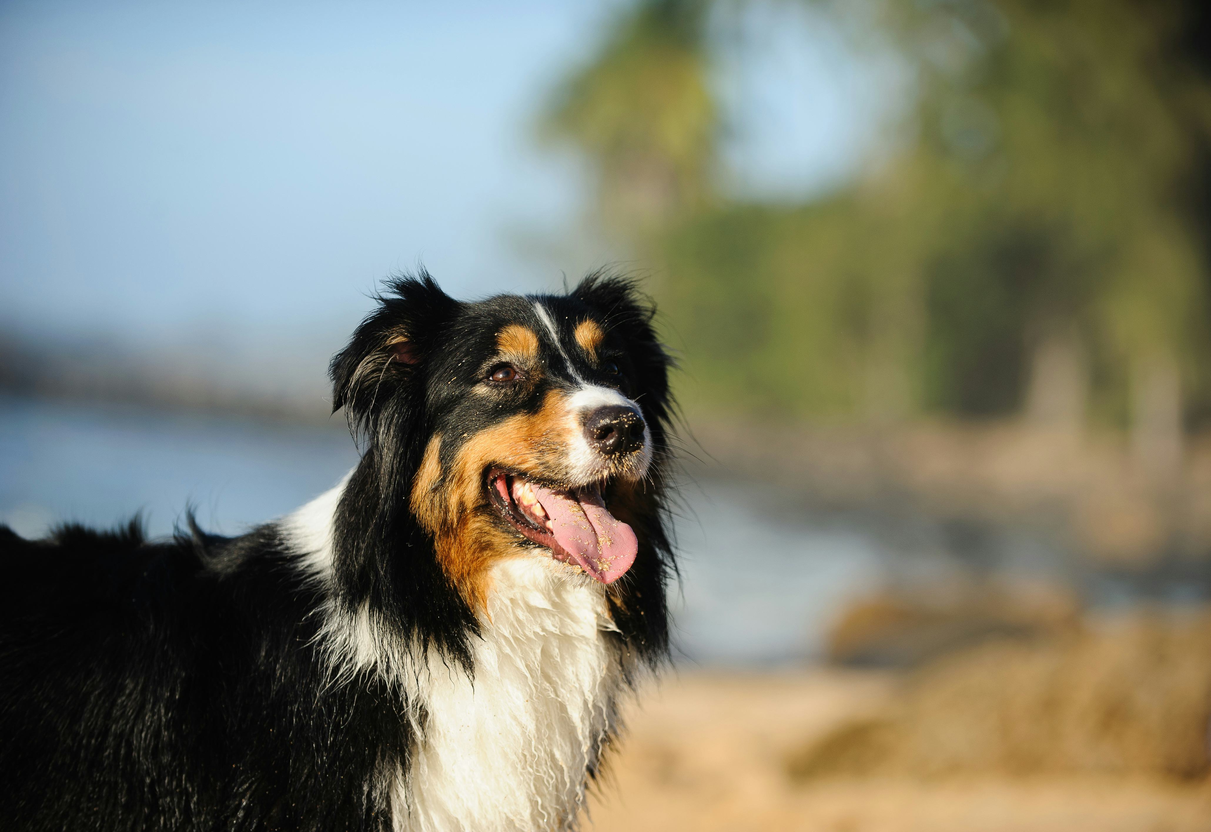 Bringing Your Dog To The Beach Here Are 9 Things Owners Need To Know