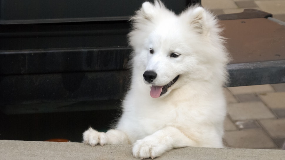7 Best Dog Breeds To Bring To The Office, According To Experts