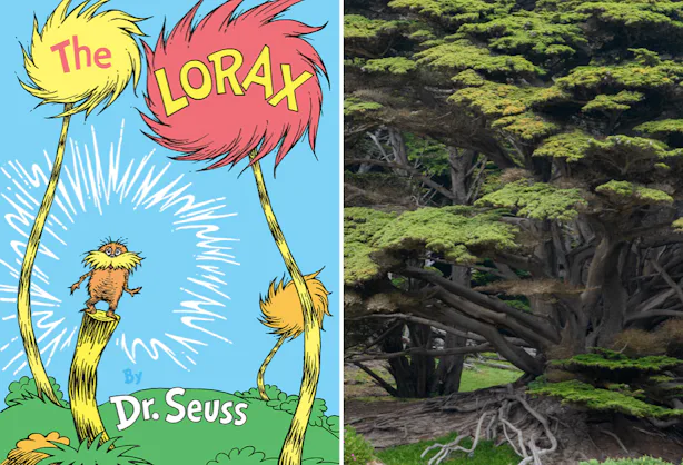 The Tree That Inspired Dr. Seuss' 'The Lorax' Has Fallen, But There Are ...