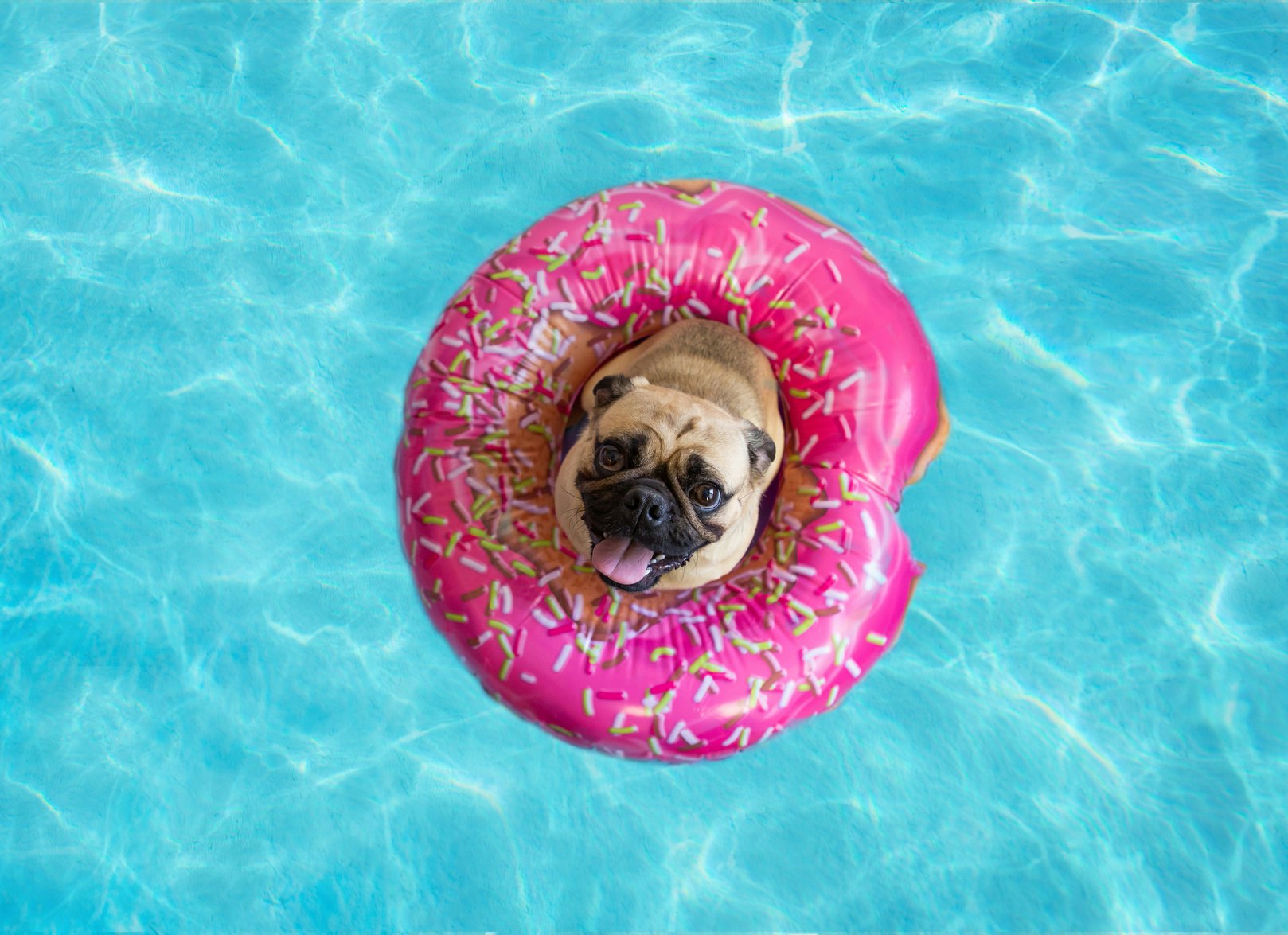 40 Captions For Your Dog On Pool Floats Because They Re Living Their Most Pawesome Life