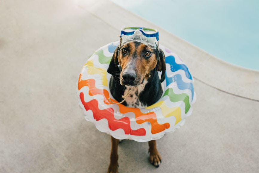 hot dog bathing suit