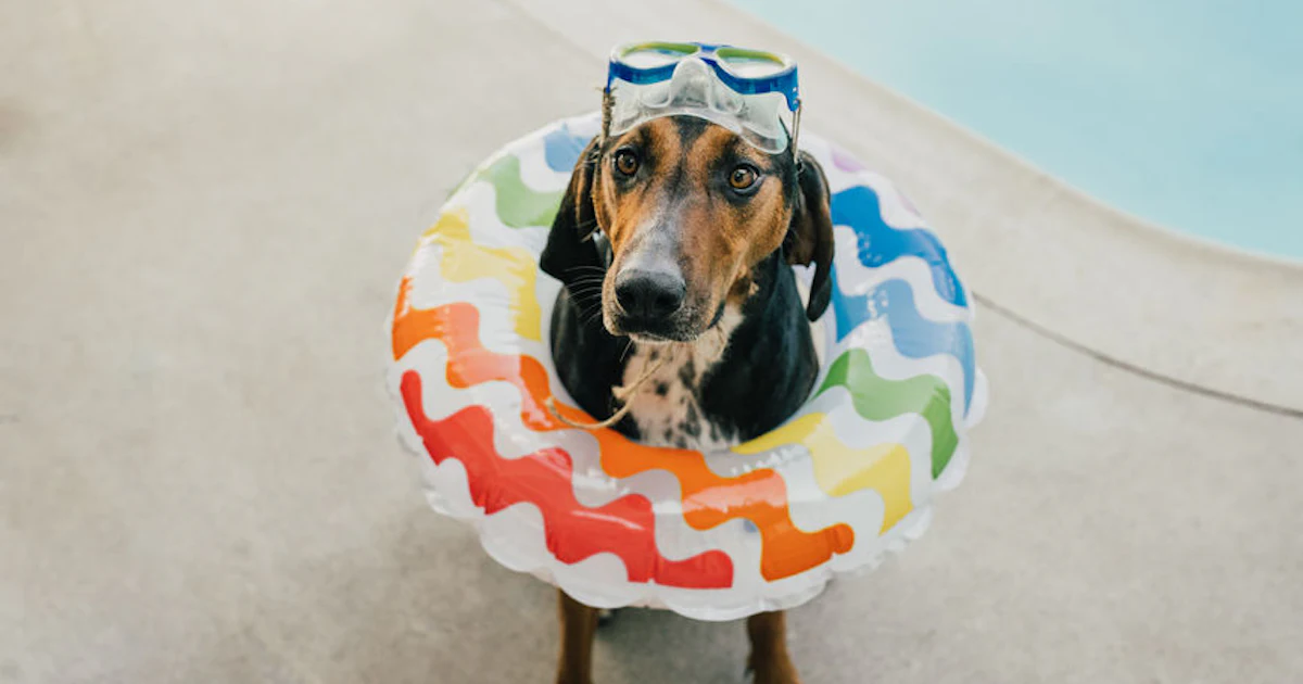 Get 40 Captions For Your Dog On Pool Floats Because They Re Living For Android Free Wallpaper 40 Captions For Your Dog On Pool Floats Because They Re Living Desktop Wallpaper Free
