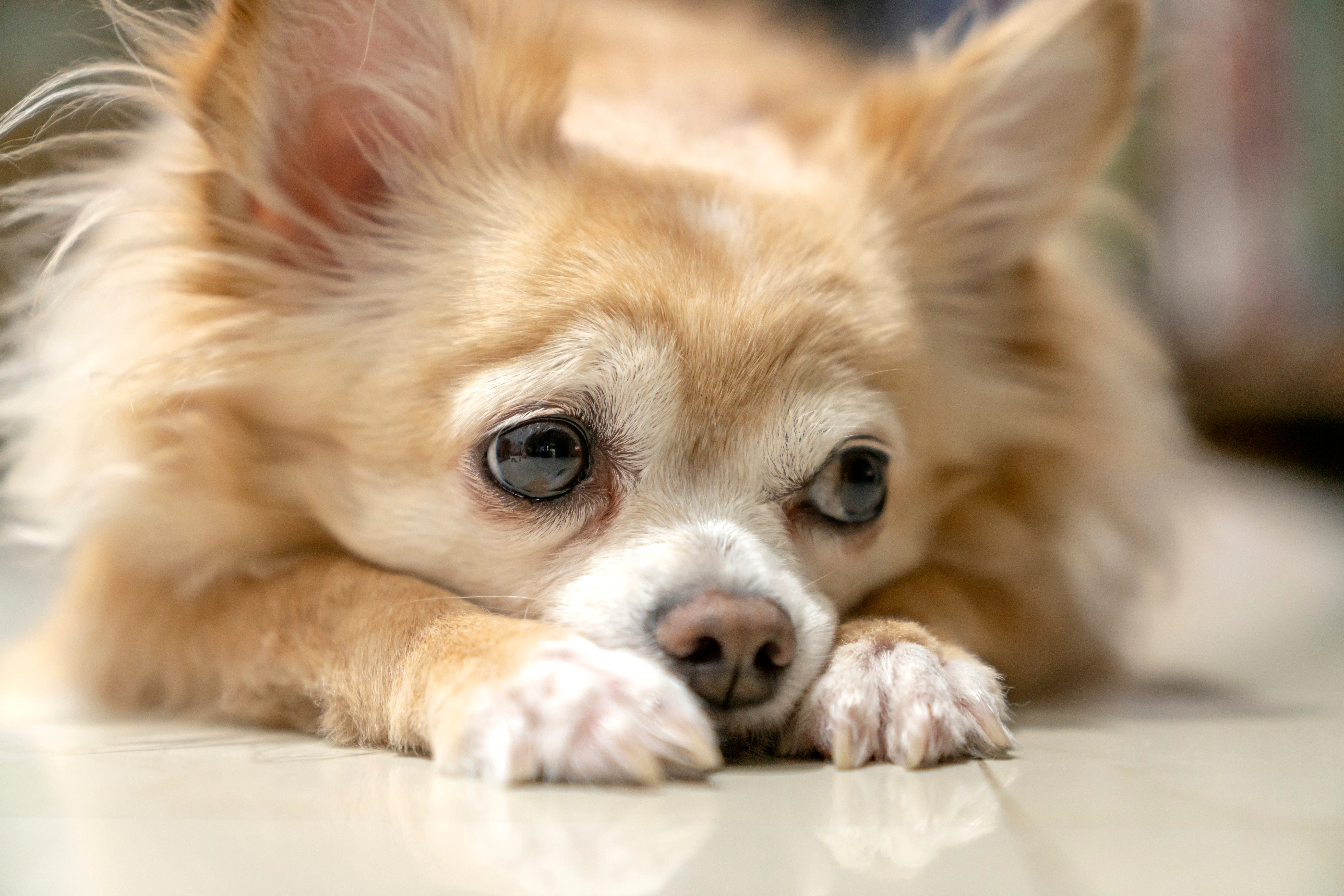 Puppy Dog Eyes An *Actual* Thing & This Study Has The Science To Prove It