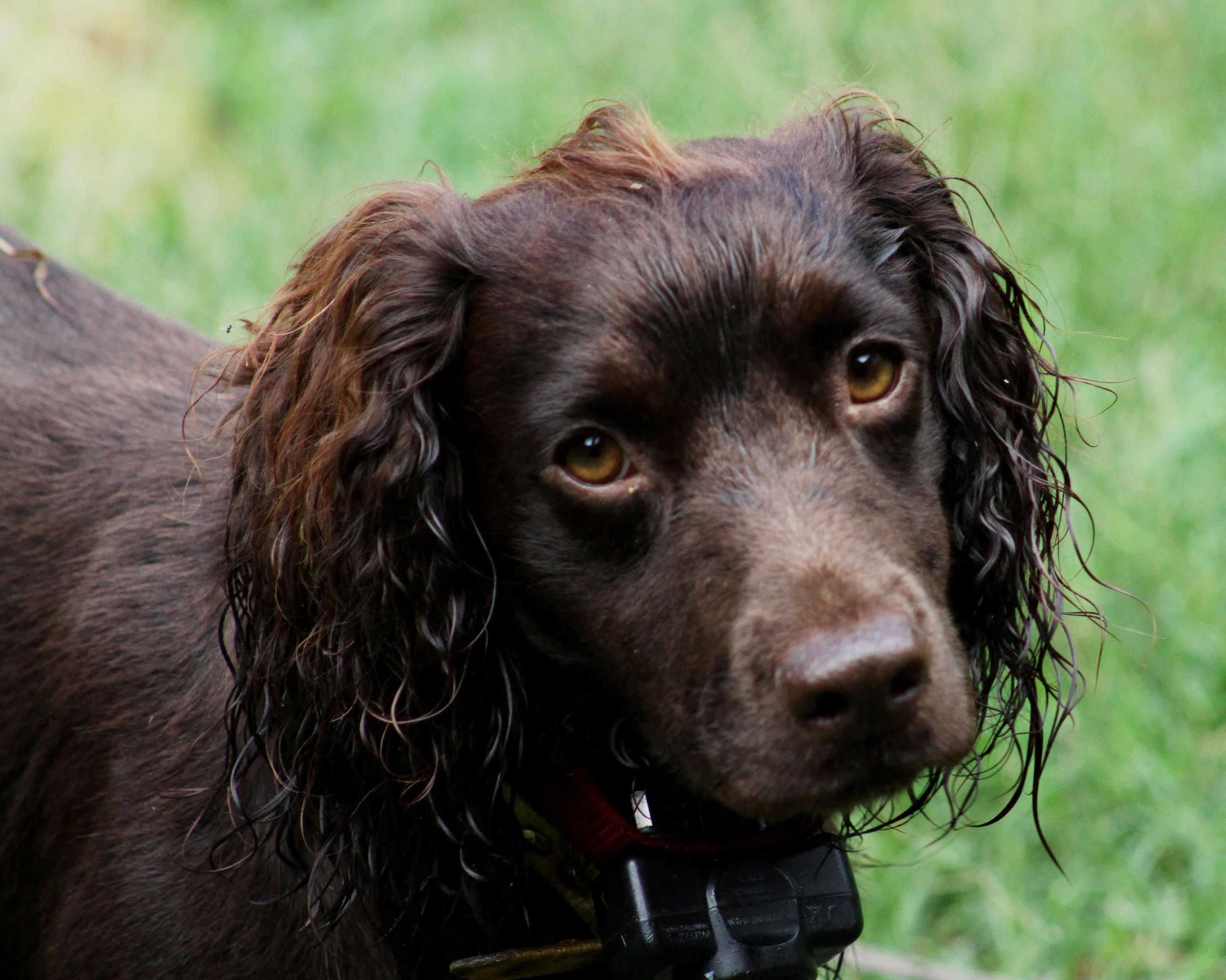 Puppy Dog Eyes An *Actual* Thing & This Study Has The Science To Prove It