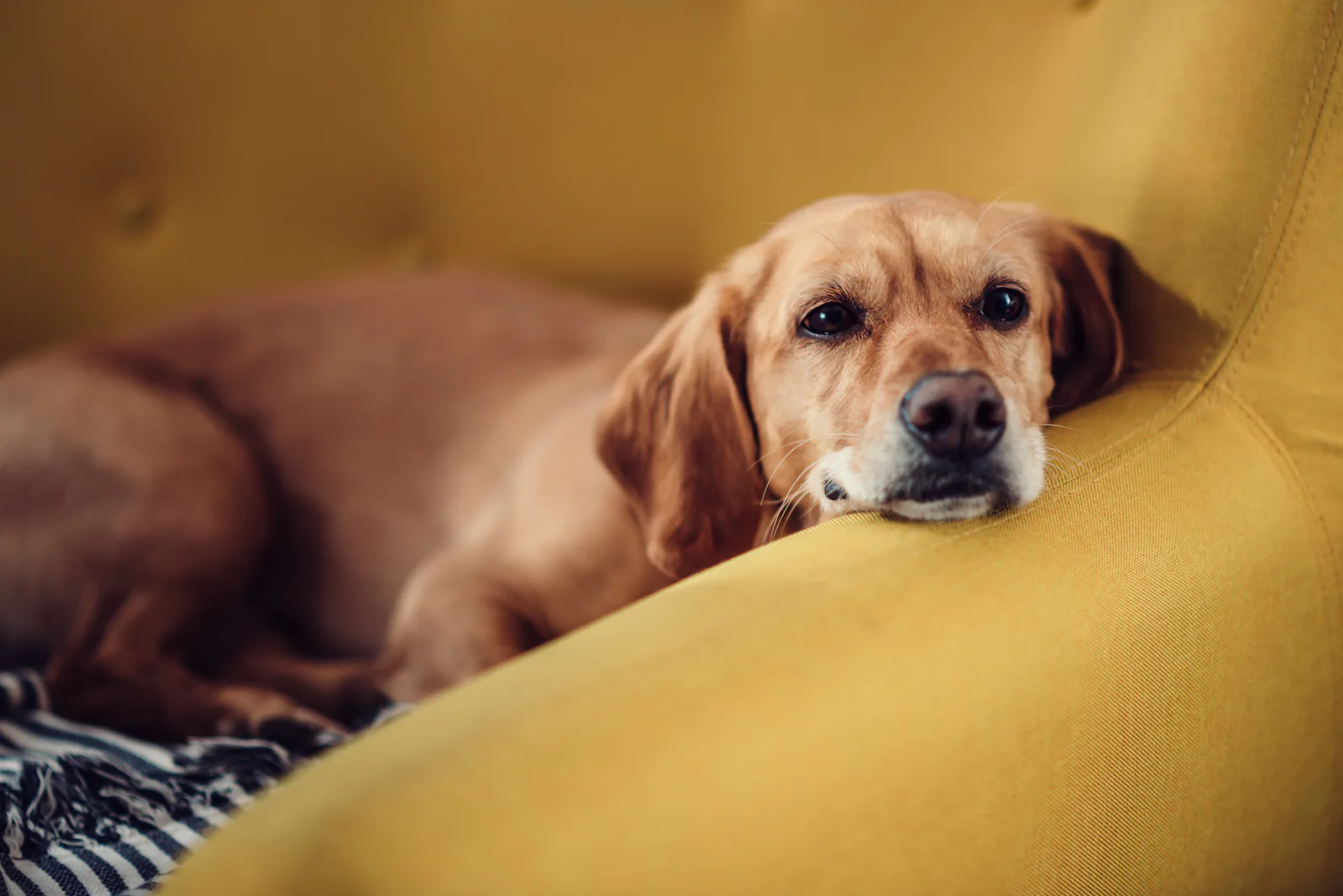 What Do Dogs Do When You re Not Home What To Know About The Secret what-do-dogs-do-when-you-re-not-home-what-to-know-about-the-secret