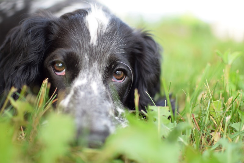 The Science Behind Those Big Ol' Puppy-Dog Eyes, Smart News