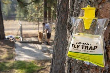RESCUE Disposable Fly Trap