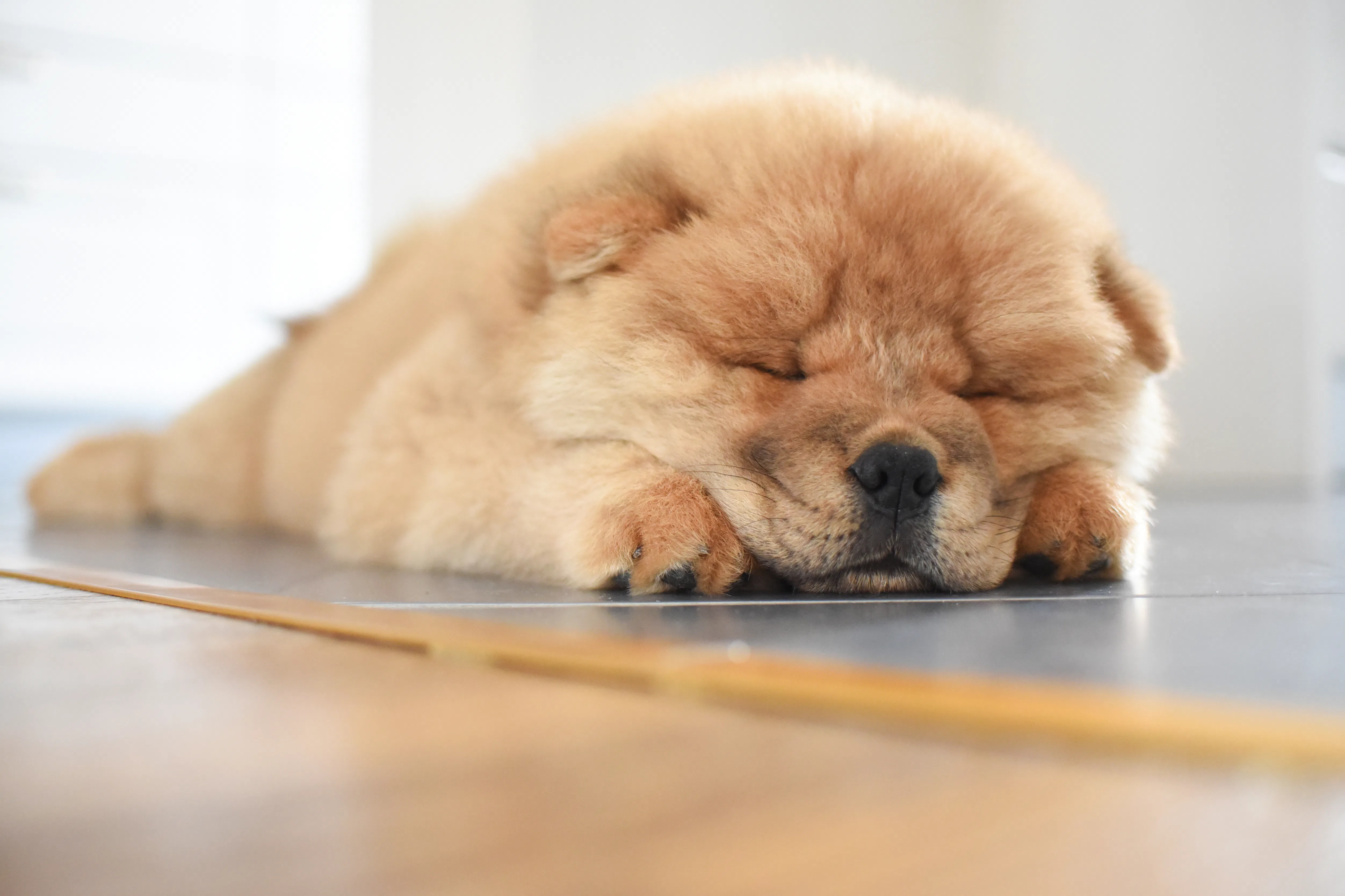 10 Best Dog Breeds For People Who Are Less Active