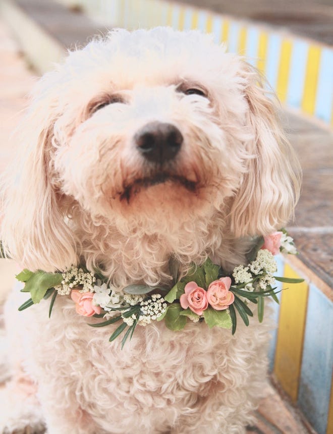 Dog Flower Collar