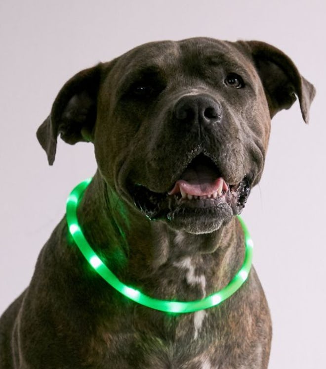 Illumiseen LED Dog Collar Necklace