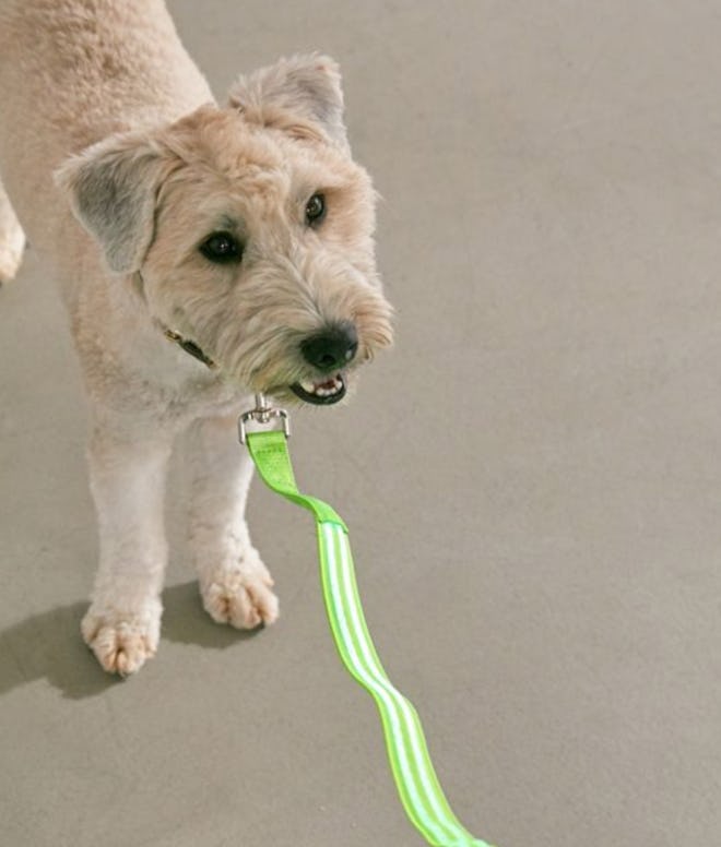 Illumiseen LED 4 ft Dog Leash