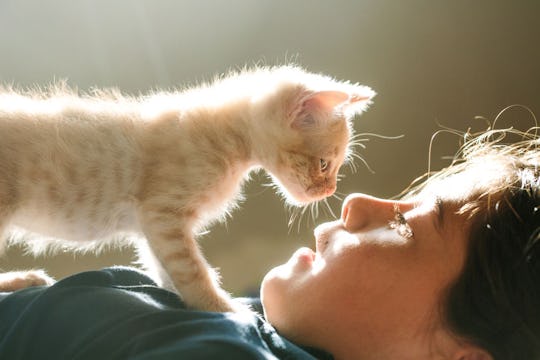 23 July Cat Names For Your Lil Firecracker