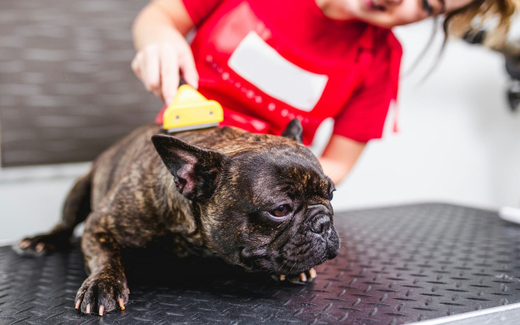 The 5 Best Brushes For Short Hair Dogs