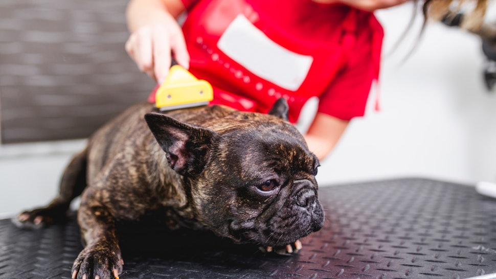The 5 Best Brushes For Short Hair Dogs