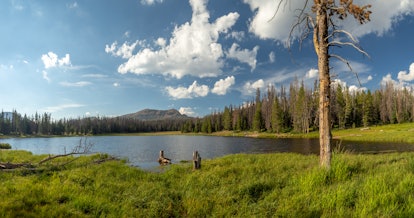 A scenery view of a lake, trees and green grass fields in Alta, Utah