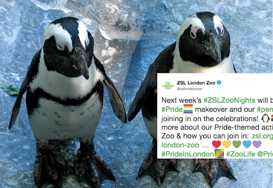 Zoo's Famous Gay Penguins, Ronnie & Reggie, Celebrate Pride With An Amazing  Message