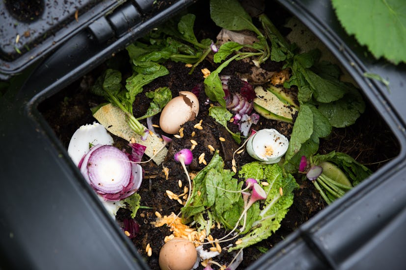 Food leftovers being used as compost in soil-filled plastic containers.