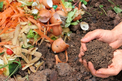 Leftovers of carrots, eggs, potatoes, and different kinds of food, sitting on top of the soil, ready...