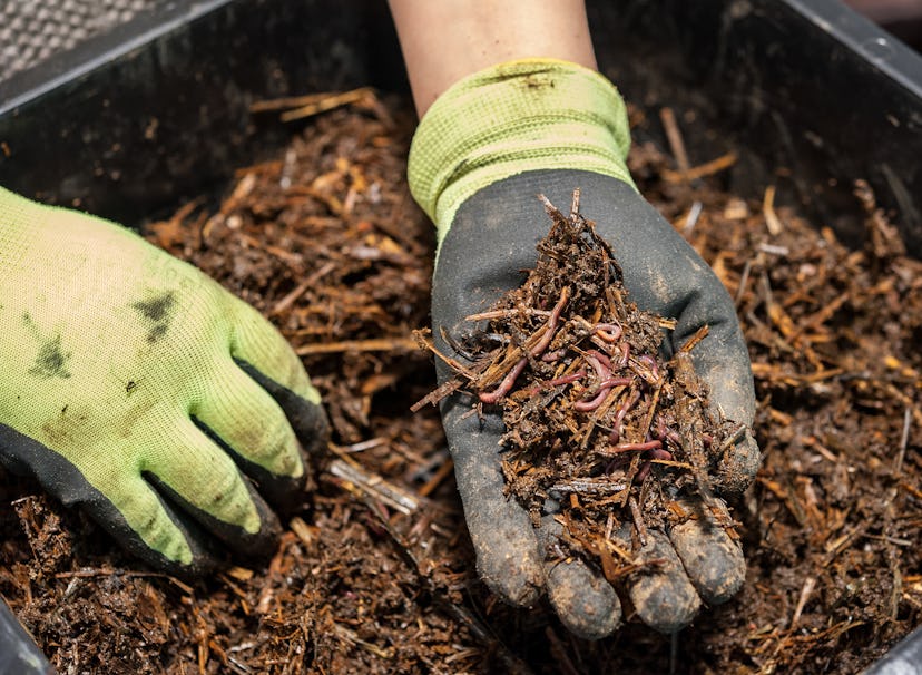 A person holding prepared compost in their hand while wearing gloves 