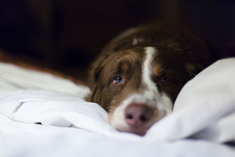 How To Cool Dogs Down At Night To Keep Them Happy Healthy This Summer